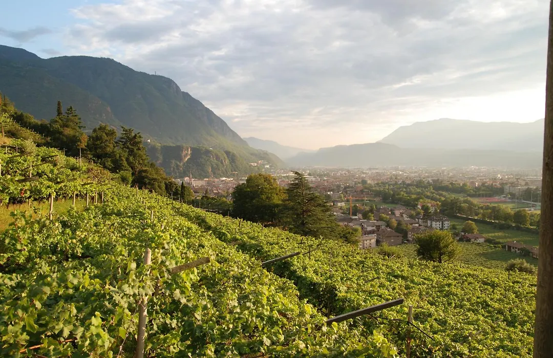 Weingut Messnerhof-1